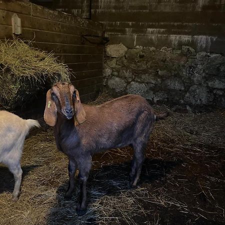 ホテルTor Royal Farm プリンスタウン エクステリア 写真